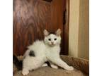 Adopt Clyde a Domestic Short Hair