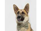 Adopt KINGSTON a German Shepherd Dog