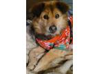 Adopt Jerry aka Jarry a Terrier, Chow Chow