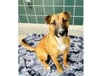 Adopt LANDON a Bull Terrier, Mixed Breed