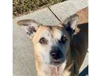 Adopt Harley a Labrador Retriever, Terrier