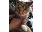 Nya, Calico For Adoption In Huntington, Indiana