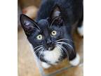 Peeps, Domestic Shorthair For Adoption In Chicago, Illinois