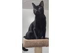 Panther, American Shorthair For Adoption In Inez, Kentucky