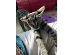 Princess, American Shorthair For Adoption In Cathedral City, California