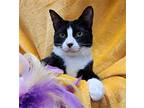 Peppa #loves-to-be-held, Domestic Shorthair For Adoption In Houston, Texas