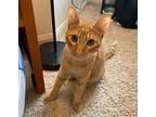 George #crazy-8-gang, Domestic Shorthair For Adoption In Houston, Texas