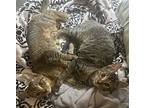 Miguel And Tuelio (bonded Brothers), Domestic Shorthair For Adoption In Houston