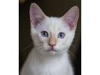 Ghost, Siamese For Adoption In Chicago, Illinois