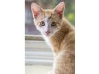 Puff, Domestic Shorthair For Adoption In Chicago, Illinois