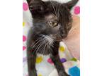 Penguin, Domestic Shorthair For Adoption In Athens, Tennessee