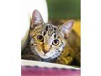 Xayah, Domestic Shorthair For Adoption In Chicago, Illinois