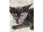 Johnny Cash, Domestic Shorthair For Adoption In Athens, Tennessee