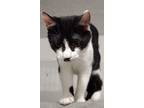 Stash, Domestic Shorthair For Adoption In Inez, Kentucky