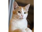 Mikey, Domestic Shorthair For Adoption In Chicago, Illinois