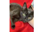 Gozo, Domestic Shorthair For Adoption In Athens, Tennessee