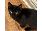 Adopt Wiper (Fairfield Car Baby 2) a Domestic Short Hair