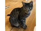 Adopt Dash a Domestic Short Hair