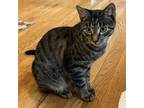 Adopt Dash (bonded with Wiper) a Domestic Short Hair