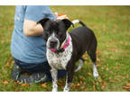 Princess, American Staffordshire Terrier For Adoption In Watertown, Wisconsin