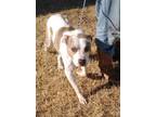Marshall, American Pit Bull Terrier For Adoption In Larned, Kansas