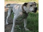 Vinny, American Staffordshire Terrier For Adoption In Harrison, Arkansas