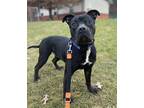 Mistletoe, American Pit Bull Terrier For Adoption In Valley View, Ohio