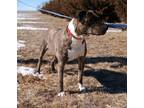 Max, American Staffordshire Terrier For Adoption In Larned, Kansas