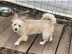 Jack, Terrier (unknown Type, Small) For Adoption In Burleson, Texas