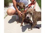Nyla, American Staffordshire Terrier For Adoption In Ft Myers, Florida