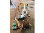 Oklahoma, American Pit Bull Terrier For Adoption In Germantown, Ohio
