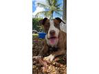 Grace, Terrier (unknown Type, Medium) For Adoption In Davie, Florida