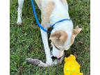 Apple, Terrier (unknown Type, Medium) For Adoption In Locust Fork, Alabama