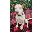 6570 Teechee, American Pit Bull Terrier For Adoption In Hartwell, Georgia