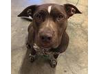 Cash, American Staffordshire Terrier For Adoption In Papillion, Nebraska
