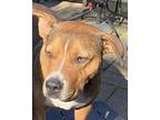 Zapster, American Pit Bull Terrier For Adoption In Germantown, Ohio