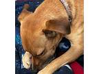 Bruno, Jack Russell Terrier For Adoption In Locust Fork, Alabama