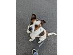 Oskar Diego - New Beginnings Promo, Jack Russell Terrier For Adoption In