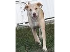 Ella, Labrador Retriever For Adoption In Tampa, Florida