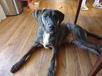 Big Buddy, Labrador Retriever For Adoption In Inez, Kentucky