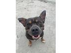 Luke, American Pit Bull Terrier For Adoption In Stahlstown, Pennsylvania