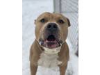 Kai, American Pit Bull Terrier For Adoption In Stahlstown, Pennsylvania