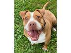 Rhea, American Pit Bull Terrier For Adoption In Stahlstown, Pennsylvania