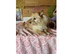 Molly, Norfolk Terrier For Adoption In Vacaville, California
