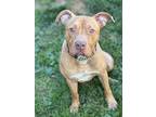 Justice, American Pit Bull Terrier For Adoption In Stahlstown, Pennsylvania