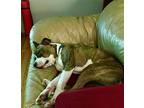 Mugsy, American Pit Bull Terrier For Adoption In Germantown, Ohio