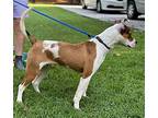 Mario, Terrier (unknown Type, Medium) For Adoption In Locust Fork, Alabama