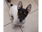 Adopt BLAZE a Jack Russell Terrier