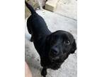 Adopt LEO/BLANCO BONDED PAIR a Dachshund, Labrador Retriever