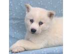Alaskan Klee Kai Puppy for sale in Sarcoxie, MO, USA